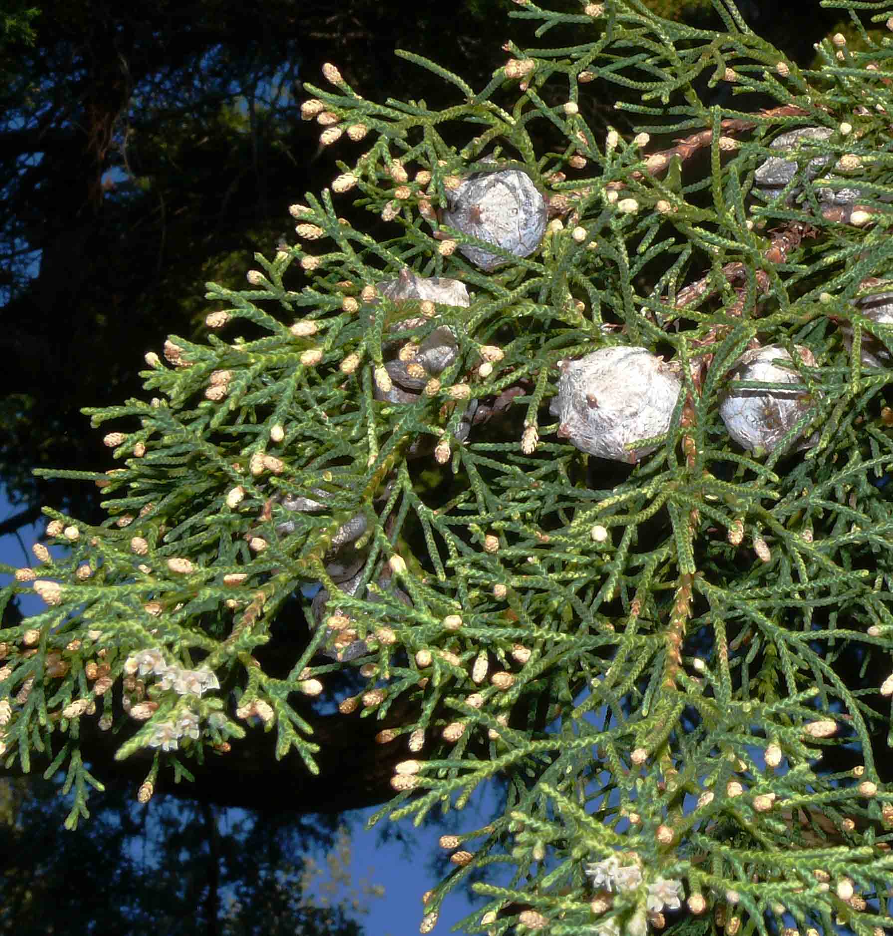 Thuja o ginepro? Cupressus cfr. arizonica